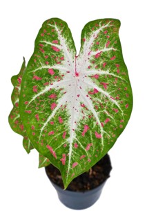 Exotic Caladium Hearts Desire houseplant with bright red leaves in pot on white background
