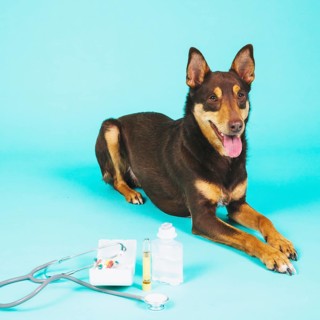 Dog veterinary equipment