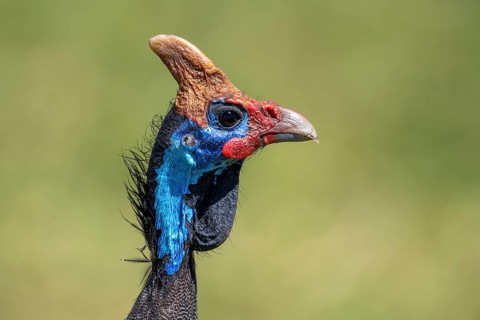 Helmeted guineafowls