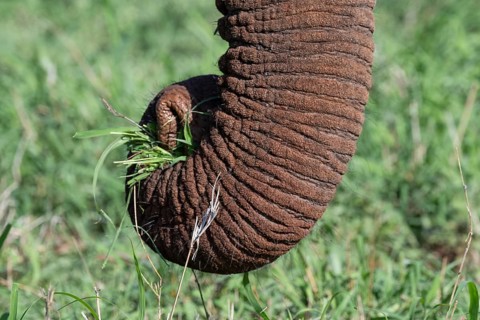 African elephant