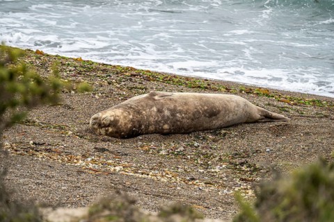 Southern elephant seal