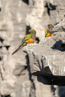 Rock parakeets