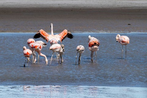 Chilean flamingo