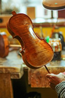 Senior expert violin maker luthier varnish with brush classic handmade violin paint natural ingredient recipe in Cremona Italy home of best artisan of this kind