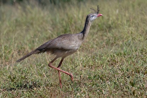 Red-legged Seriema