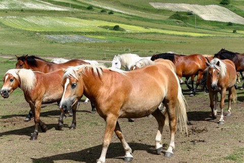 Haflinger horses and others