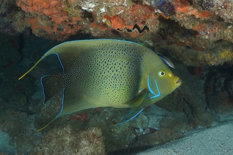 Koran angelfish