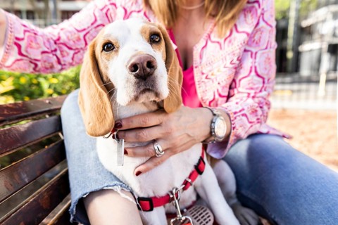 Beagle dog wearing a red harness sitting on a wooden bench with his owner