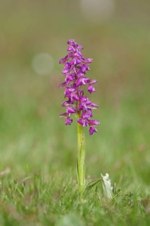 Man's orchid