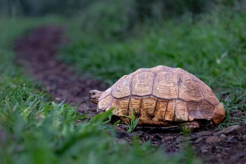Leopard tortoise