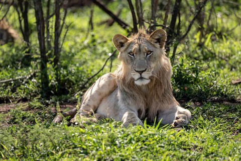 Lion
