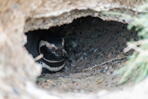 Magellanic penguin