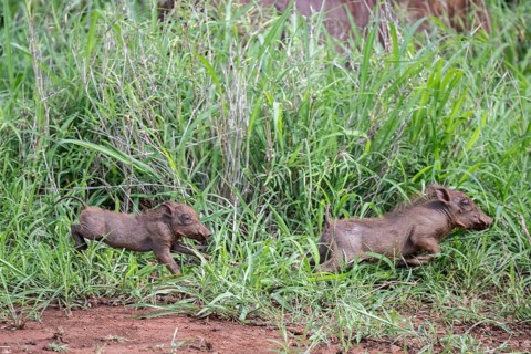 Common warthog