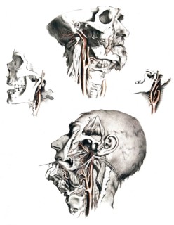 Human anatomy