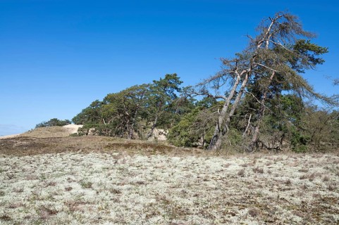 Inland dunes