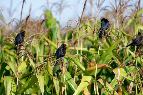 Group of Chestnut-capped Blackbird