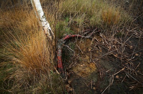 Red root of a birch tree