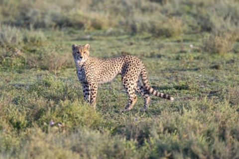 Cheetah