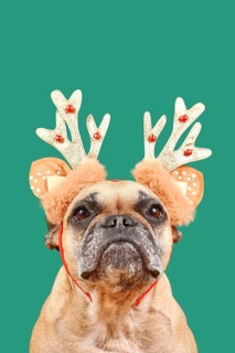 French Bulldog dog wearing Christmas reindeer antler headband in front of green background