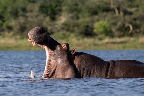 Hippopotamus