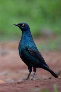Cape starling
