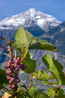 Pinot Noir