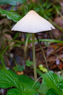 Yellow-white helminth