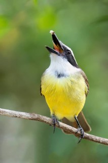 Great Kiskadee