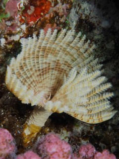Indian tubeworm