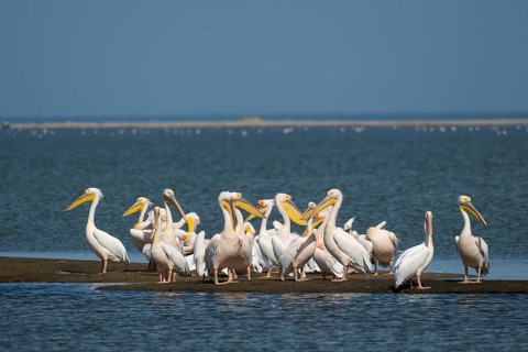 Great white pelican