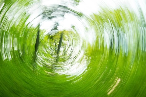 Deciduous forest in spring abstract