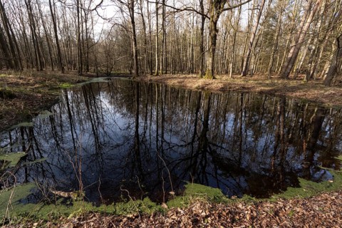 Water reflection of tree trunks in a pond in the forest
