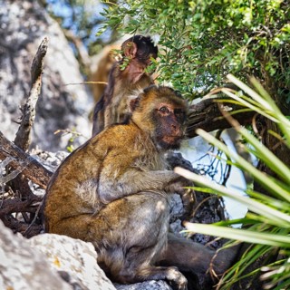 Barbary macaques