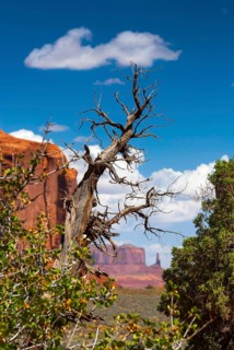 Dead tree