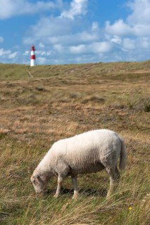 Sheep