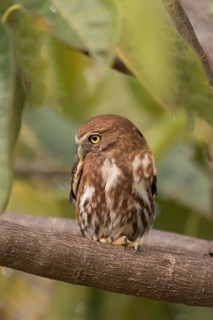 Ferruginous Pygmy-Owl