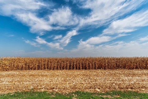 Maize field near Pieve di Cento