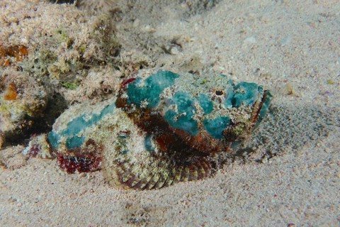 Juvenile Humphead Dragonhead