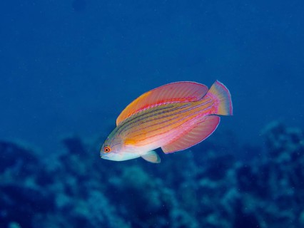 Red Sea Dwarf Wrasse