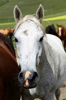 Grey horse portrait