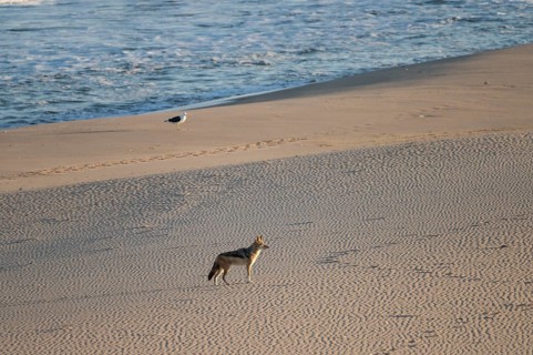 Black-backed jackal