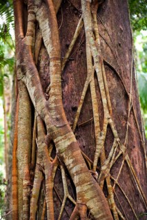 Close up of a strangler fig