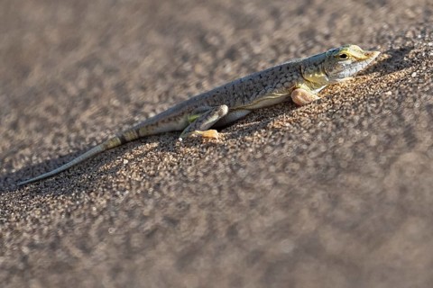 Shovel-nosed lizard