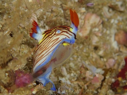 Golden Nembrotha