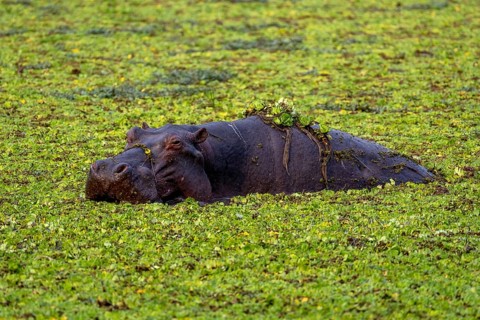 Hippopotamus
