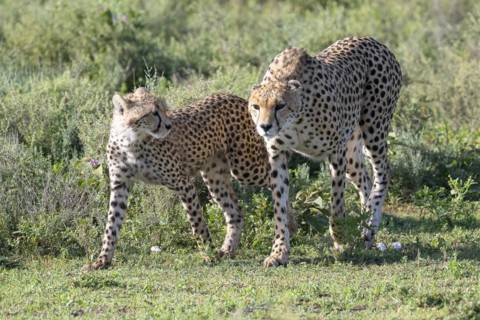 Cheetah