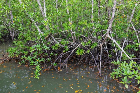 Mangrove forest