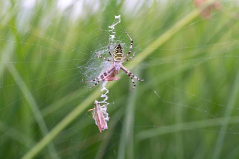 Wasp spider