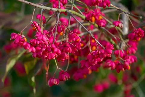 Common spindle bush