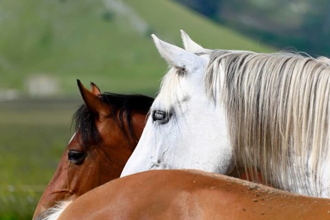 Grey horses and other horses